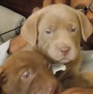 Meet your Posher, Kelley